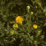 Chrysopsis mariana Flower