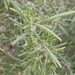 Salvia jordanii Leaf