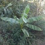 Musa acuminata Feuille