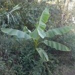 Musa acuminata Blad