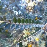 Sophora denudata Hoja