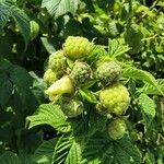 Rubus ellipticus Fruit