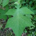 Polymnia canadensis Leaf