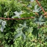 Acer campestre Leaf