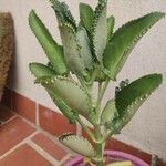 Kalanchoe laetivirens Folha