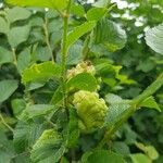 Ulmus glabra Fruit