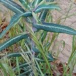 Euphorbia lathyris Habitat