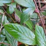 Cotoneaster salicifolius Leht