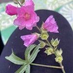 Sidalcea cusickii 花