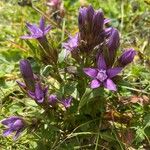 Gentianella germanica Flor