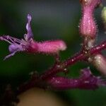 Cuphea epilobiifolia Kukka