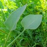 Rumex vesicarius Leaf