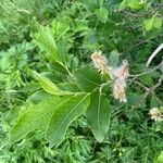 Salix laggeri Feuille