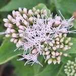 Eupatorium cannabinumKwiat