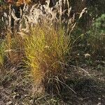 Achnatherum calamagrostis অভ্যাস