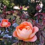 Rosa foetida Floare