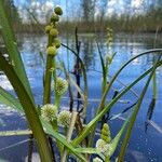 Sparganium emersum Mbuma