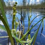 Sparganium emersum Fruto