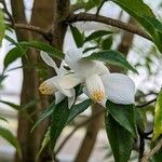 Camellia salicifolia