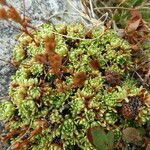 Saxifraga exarata Hábito