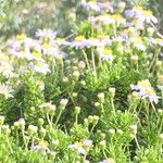 Felicia fruticosa Hoja