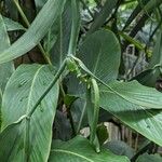 Vanilla planifolia 果実