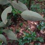 Licania parvifructa Folla