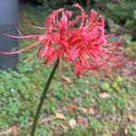 Lycoris radiata Blomst