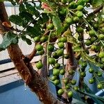 Boswellia sacra Fruit