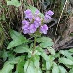 Prunella hastifolia Bloem