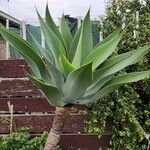 Agave attenuata অভ্যাস