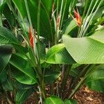 Heliconia wagneriana Leaf