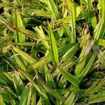 Carex siderosticta Blatt
