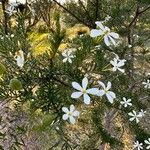 Ricinocarpos pinifolius Bloem