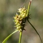 Carex oederi Blüte