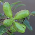 Xylopia katangensis Fruto