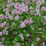 Syringa pubescens Fuelha