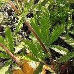 Potentilla recta Leaf