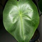 Anthurium nymphaeifolium Blad