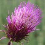 Cirsium andersonii Flor