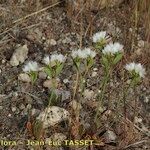 Limonium lobatum Natur