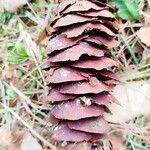 Pseudotsuga macrocarpa Meyve