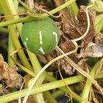 Cyclanthera pedata Fruit