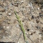 Lolium rigidum Leaf