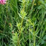 Galium boreale Habitatea