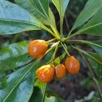 Pittosporum undulatum Fruit