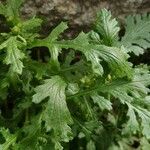 Senecio squalidus Blad