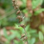 Epipactis microphylla 果実