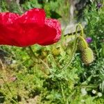 Papaver setiferum Цветок