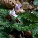 Cyclamen africanum برگ